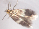 Etainia occultella